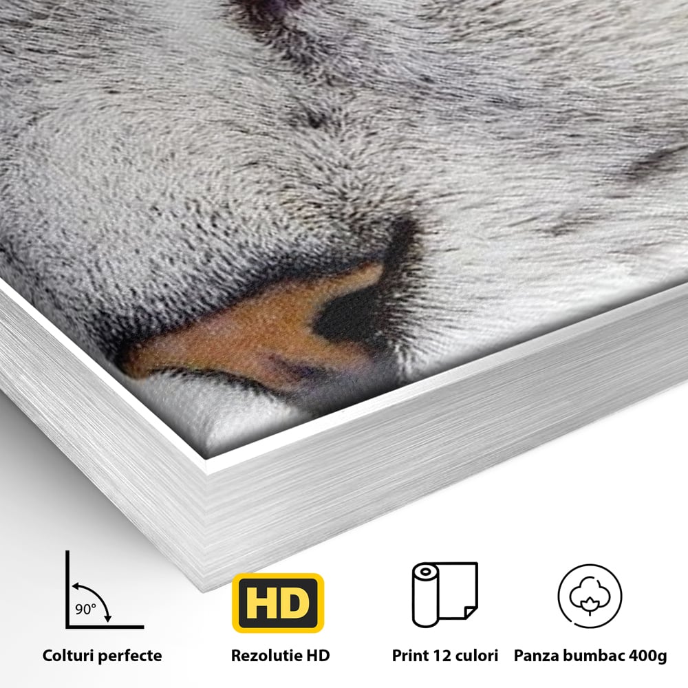 Detaliu al suprafetei: tablou canvas cu ochi de pisica, in rama de aluminiu argintiu